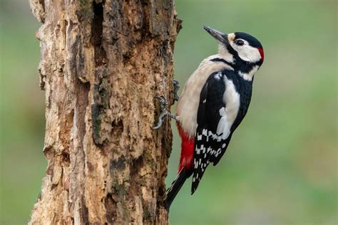 Harkály fúrja a fát