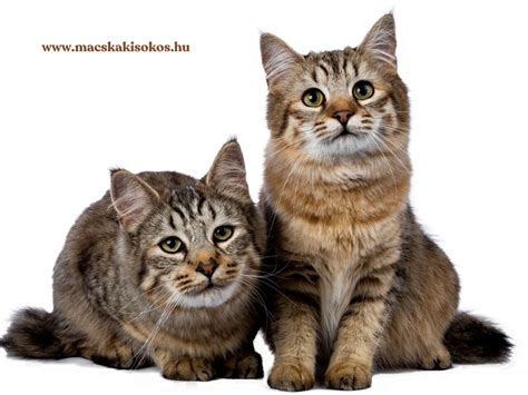 Macska farka csóvál