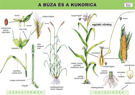 A búza felépítése és a sikér elhelyezkedése