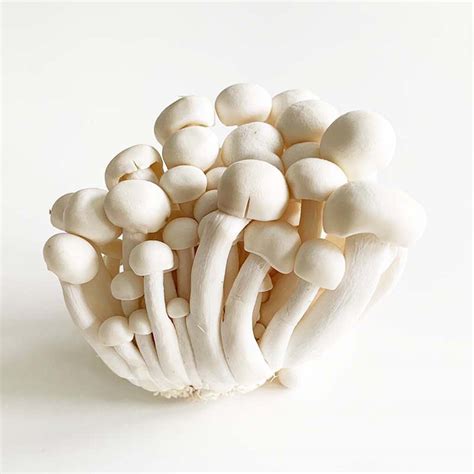 Shimeji gombák csokorban