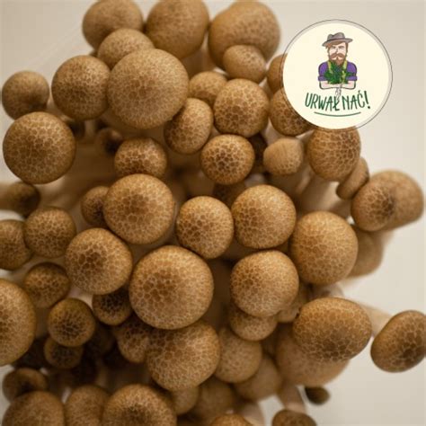 Friss shimeji gombák a piacon