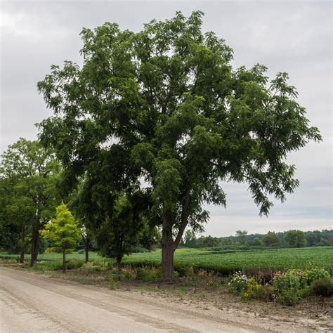 A feketedió (Juglans nigra) növény