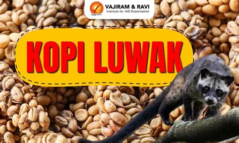 Kopi Luwak kávészemek