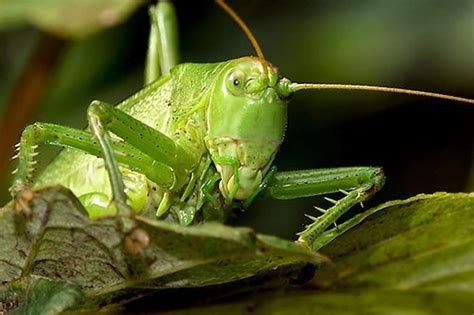 Rostonsült tücskök