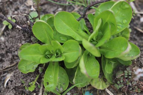 galambbegy saláta levél