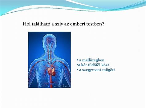 A kollagén szerepe az emberi testben