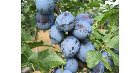 Érett szilva a fán