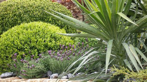 Mediterrán növények a kertben