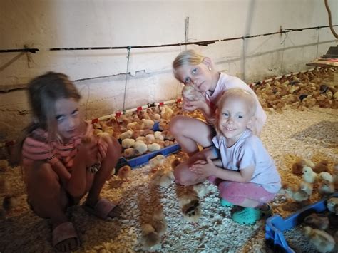 Fiatal csirkék zöldtakarmányt fogyasztanak