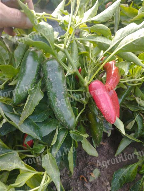 Jalapeno paprika termés a növényen