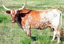 Texasi hosszúszarvú marha árverés