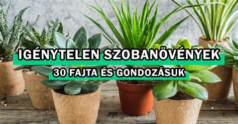 Öntözőkanna és szobanövények