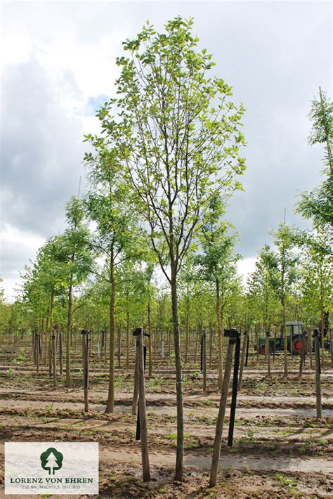 Sorbus aria fa teljes pompájában