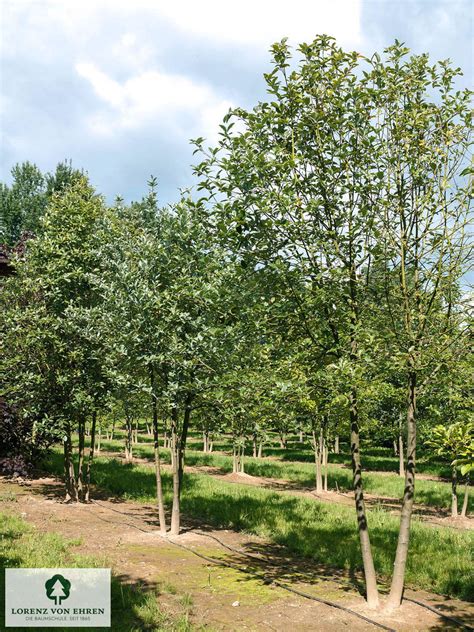 A Sorbus aria leveleinek és terméseinek részlete