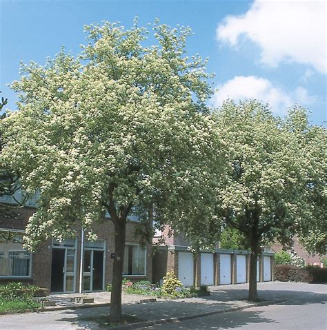 A Sorbus aria ’Magnifica’ fajta őszi lombszíneződése