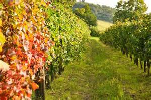 Friss szőlőszemek piskótatésztán