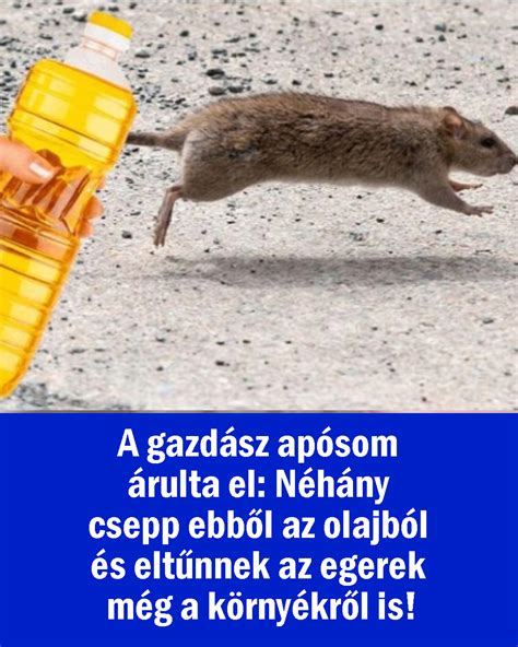 egerek szaporodási ciklusát bemutató infografika