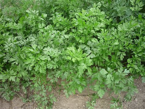 frissen aprított petrezselyem és menta