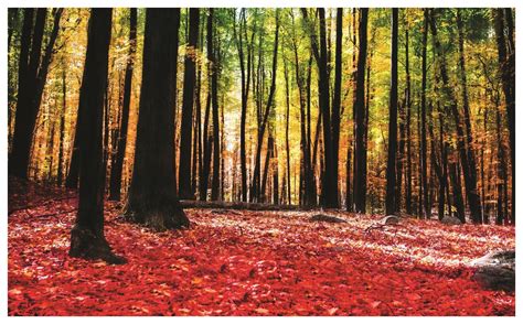 Őszi erdő színes levelekkel