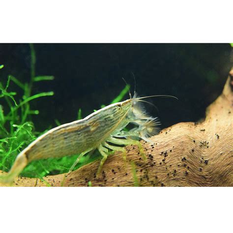 Sepregető garnéla legyezőivel táplálkozik az áramlatban