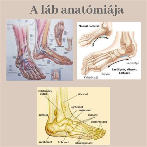 Láb anatómia és boltozatok