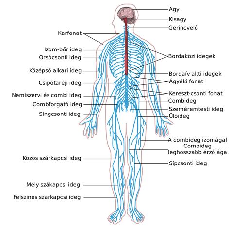 Diagram az emberi láb keringési rendszeréről