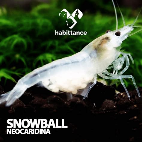 Optimális vízparaméterek Neocaridina garnélákhoz