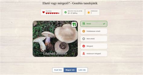 Gombavizsgáló pult