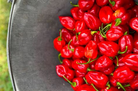 Friss újhagyma és chili paprika dekoráció készítése az ételhez