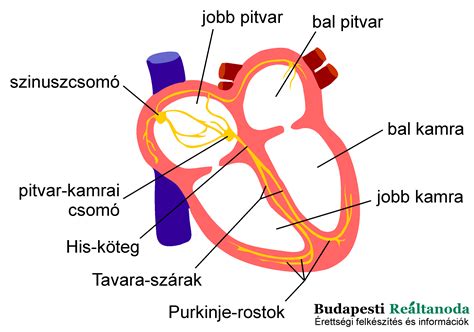 A szív alak története és szimbolikája infografika