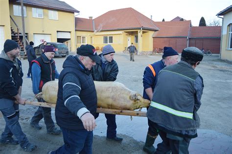 Tradicionális disznóvágás illusztráció