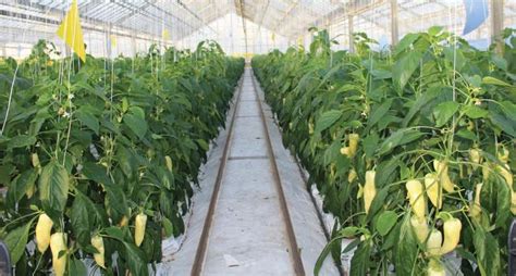 Üvegházi paprika termesztés