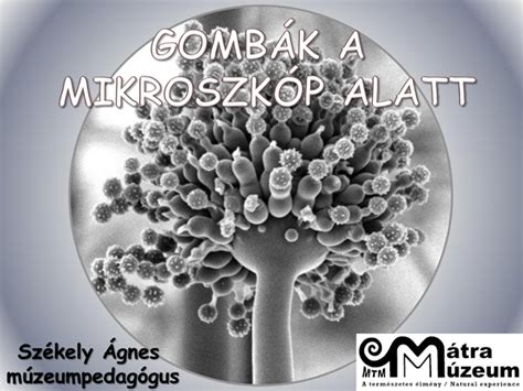 penészgomba mikroszkóp alatt, struktúrája