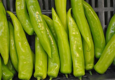 Friss, piros erős paprika