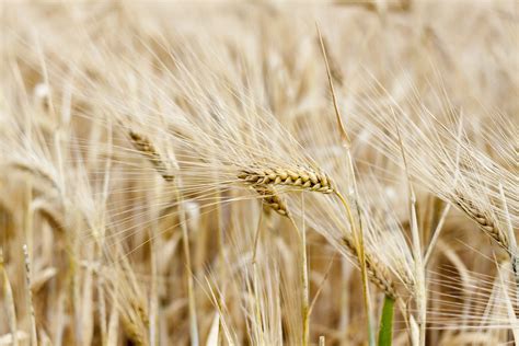 Tönköly és rozs gabonafélék