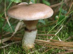 Barna nyálkásgomba