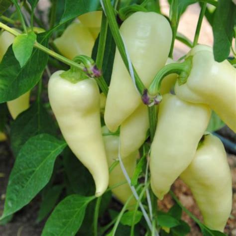 paprika növény hiánytünetekkel
