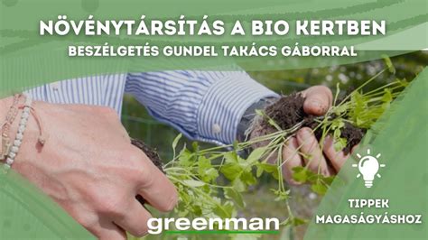 Bio káposztafejek a kertben