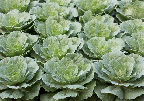 Különböző káposztafajták