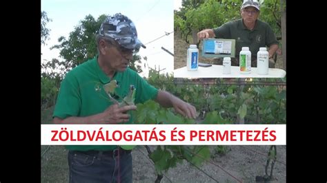formázott sajtkockák préselés előtt