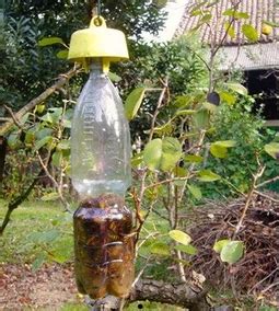 FruitProtect csapda elhelyezése
