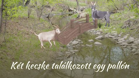kecske egy káposztafej mellett