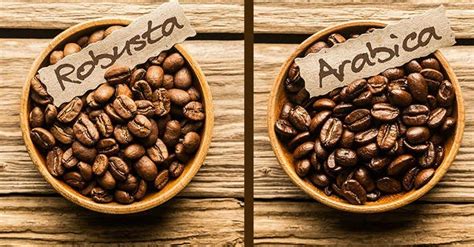 arabica és robusta kávébabok