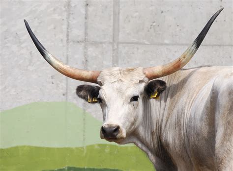 A magyar szürkemarha mint őshonos fajta