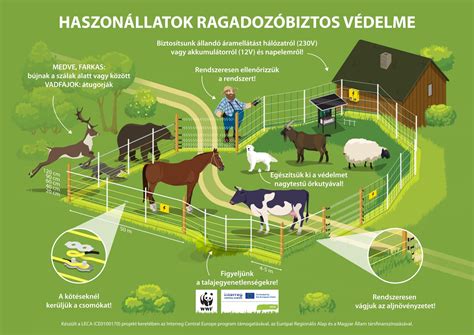 Infografika a kacsanevelés fázisairól és a vágáskori súlyokról