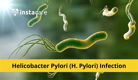 A Helicobacter pylori baktérium mikroszkopikus képe