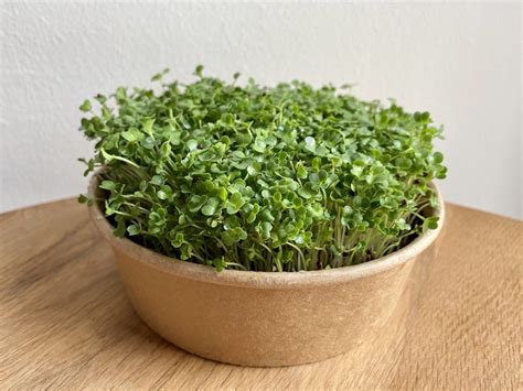 Brokkoli raab csíra magok csírázási folyamatának illusztrációja