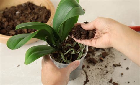 Lépésről lépésre orchidea összeállítása