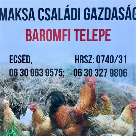 Baromfi gazdaság nyilvántartási folyamatábrája