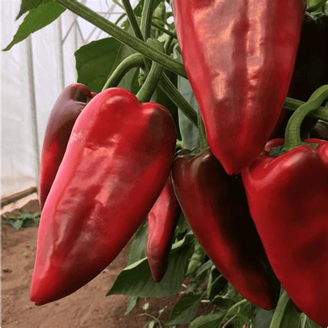 kápia paprika ültetvény intenzív technológiával